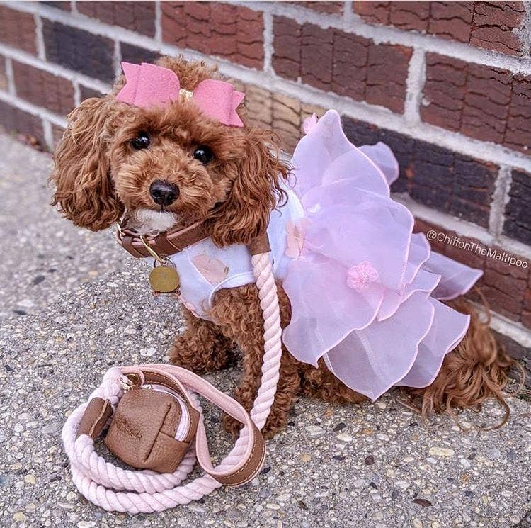 PoisePup - COLLAR - BELLA ROSE