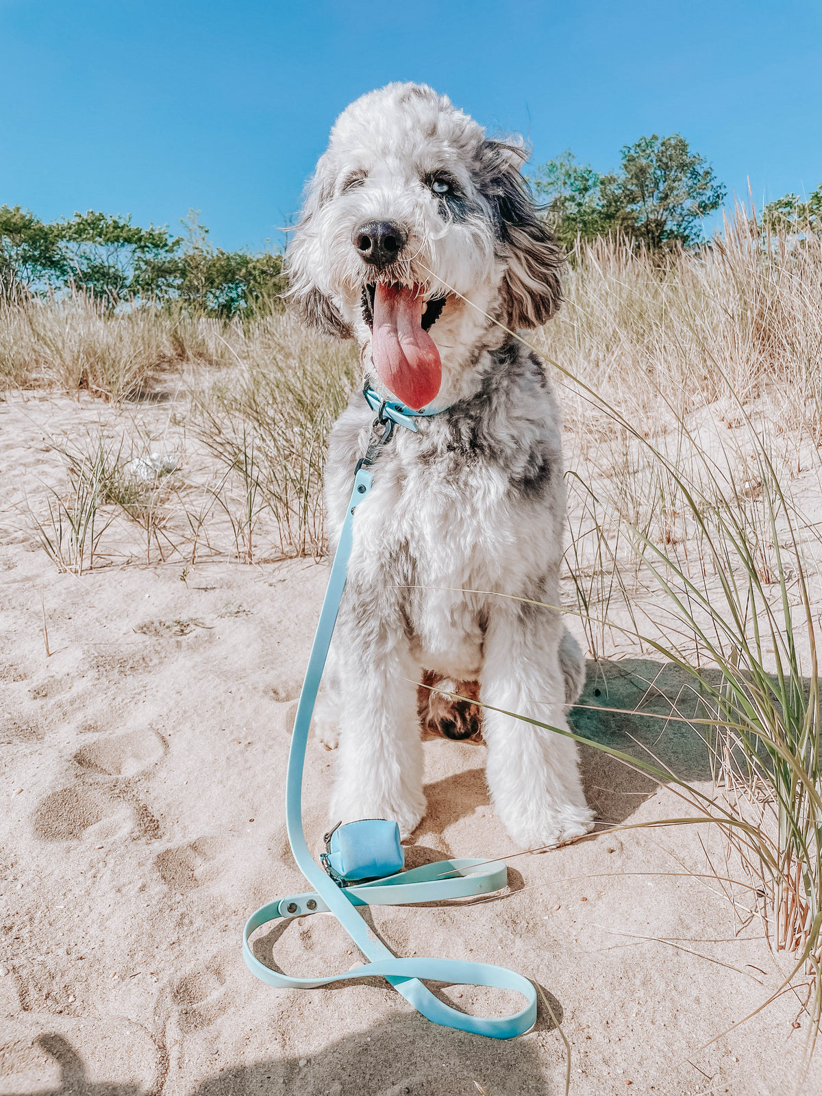 Dog Waterproof Collar - Blue