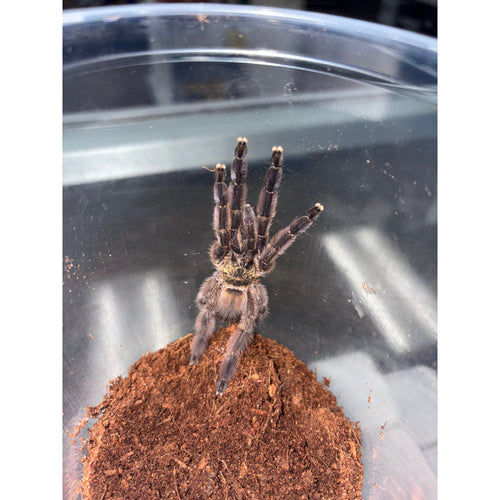 Carribean Diamond Tarantula (Tapinauchenius rasti)