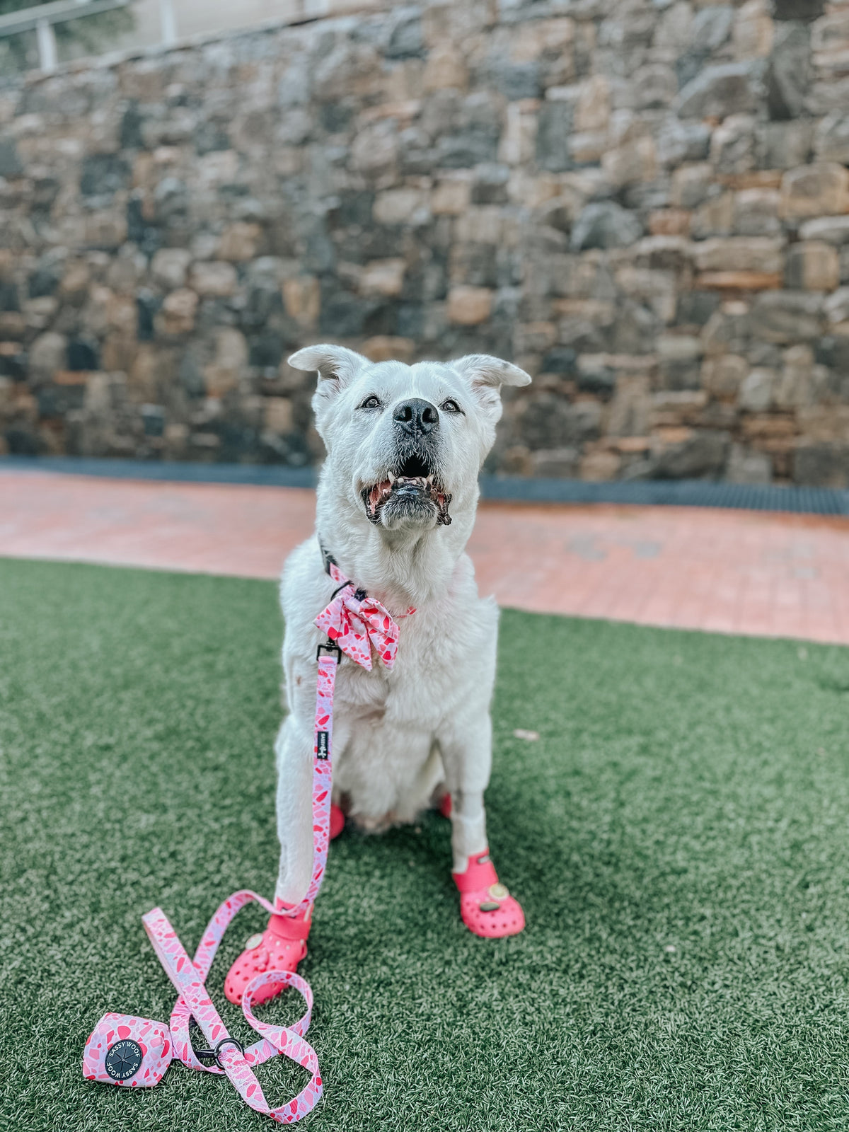 Dog Sailor Bow - Mykonos