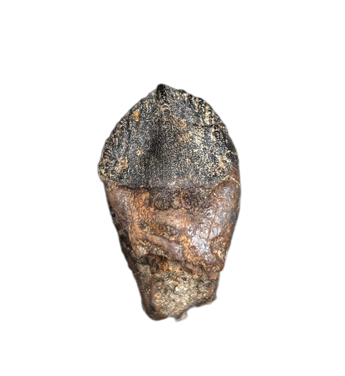 Ceratopsian Tooth, Judith River Formation