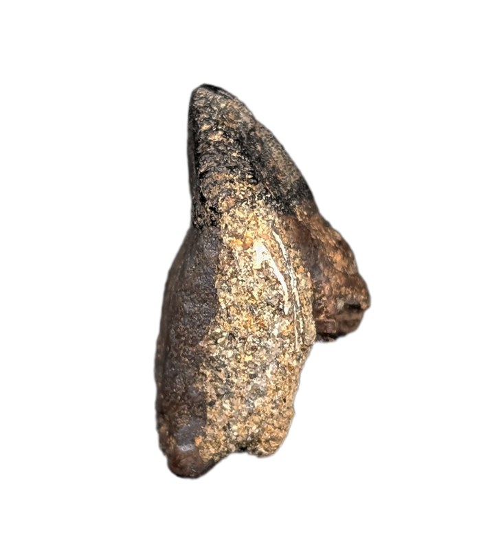 Ceratopsian Tooth, Judith River Formation