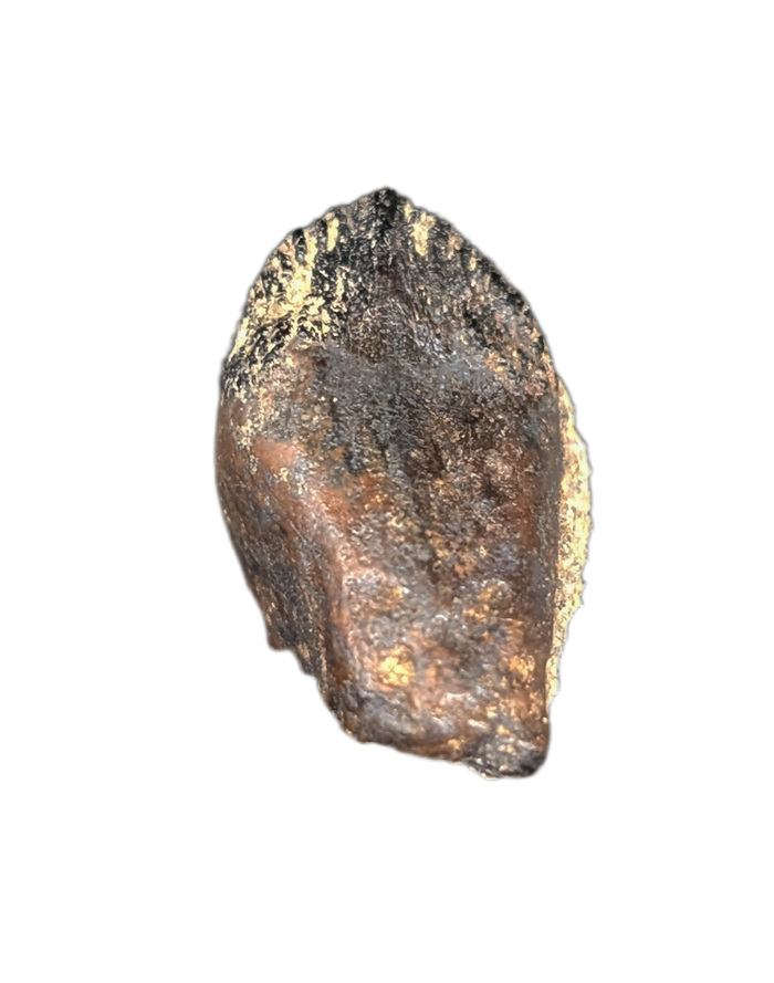 Ceratopsian Tooth, Judith River Formation