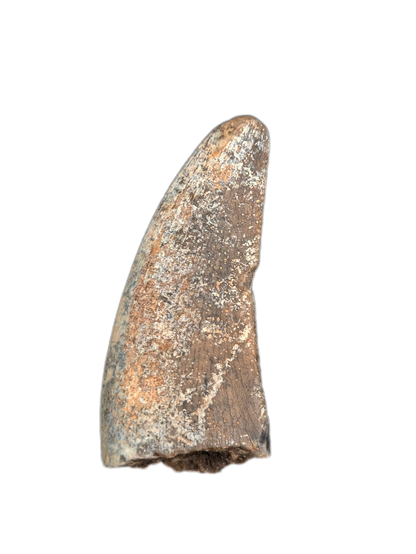 Ceratosaurid(?)Tooth, Mid Jurassic of Africa