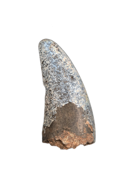Ceratosaurid(?)Tooth, Mid Jurassic of Africa
