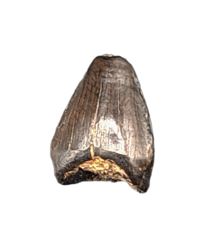 Champsosaurus Tooth, Hell Creek