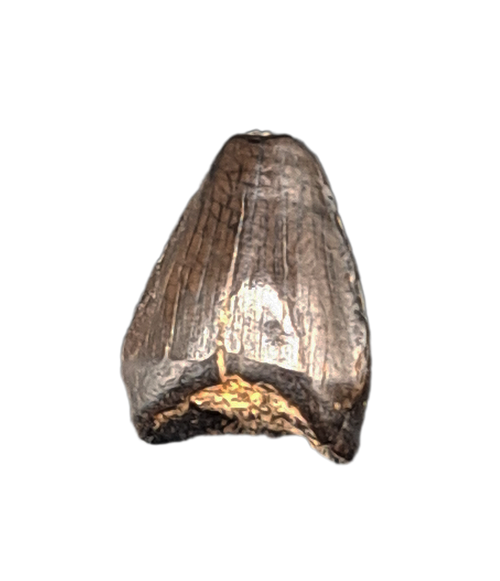 Champsosaurus Tooth, Hell Creek