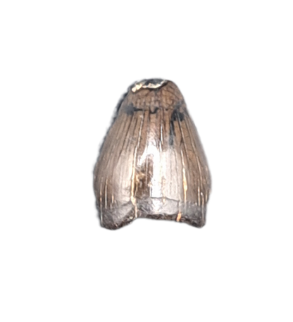 Champsosaurus Tooth, Hell Creek