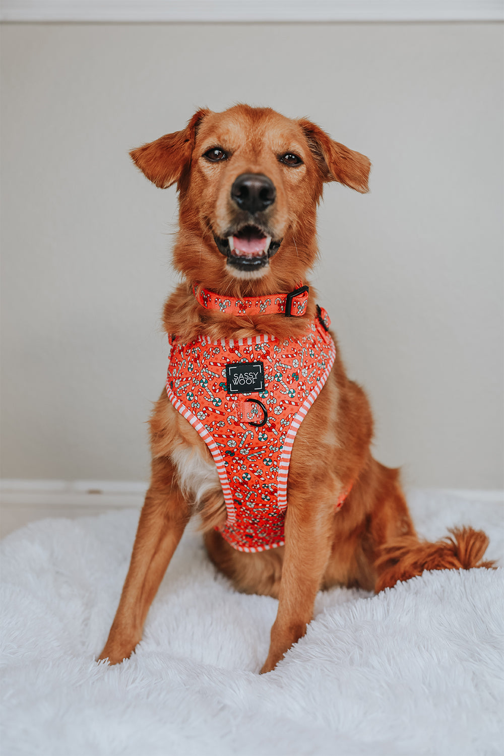 Dog Adjustable Harness - Puppermint Twist