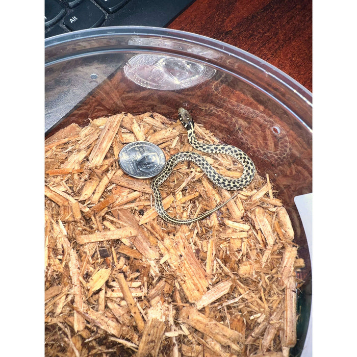 Checkered Garter Snake:Jungle Bob's Reptile World