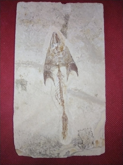 Cocodus Fish, Lebanon 99 MYO
