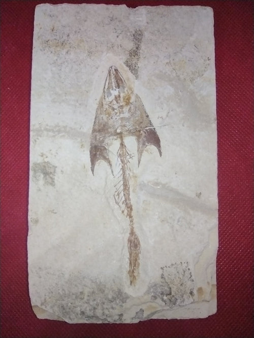 Cocodus Fish, Lebanon 99 MYO
