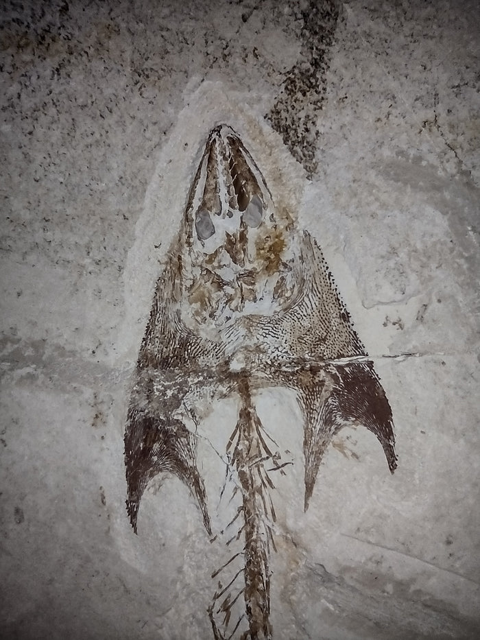 Cocodus Fish, Lebanon 99 MYO
