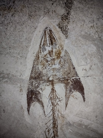 Cocodus Fish, Lebanon 99 MYO