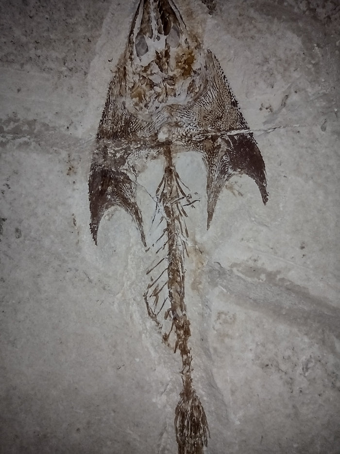 Cocodus Fish, Lebanon 99 MYO