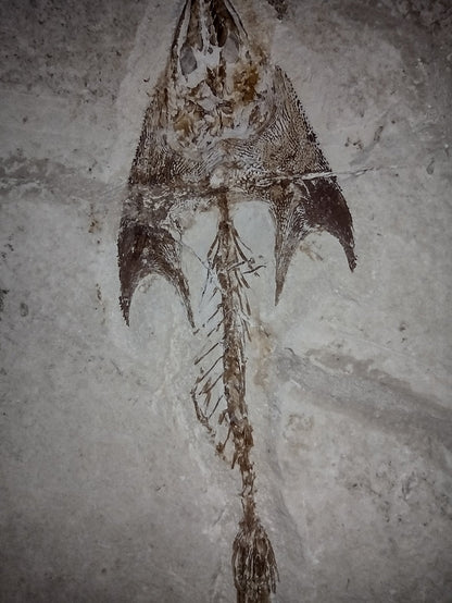 Cocodus Fish, Lebanon 99 MYO