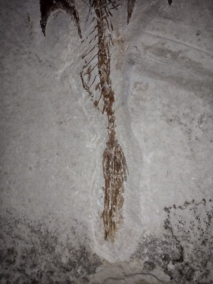 Cocodus Fish, Lebanon 99 MYO