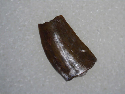 Coelophysis Tooth