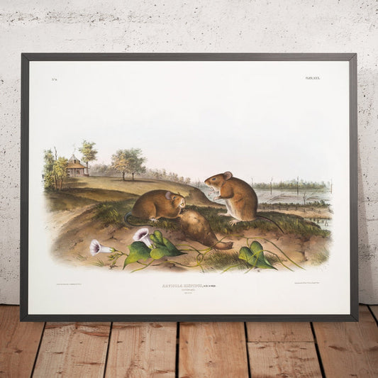 A framed image of