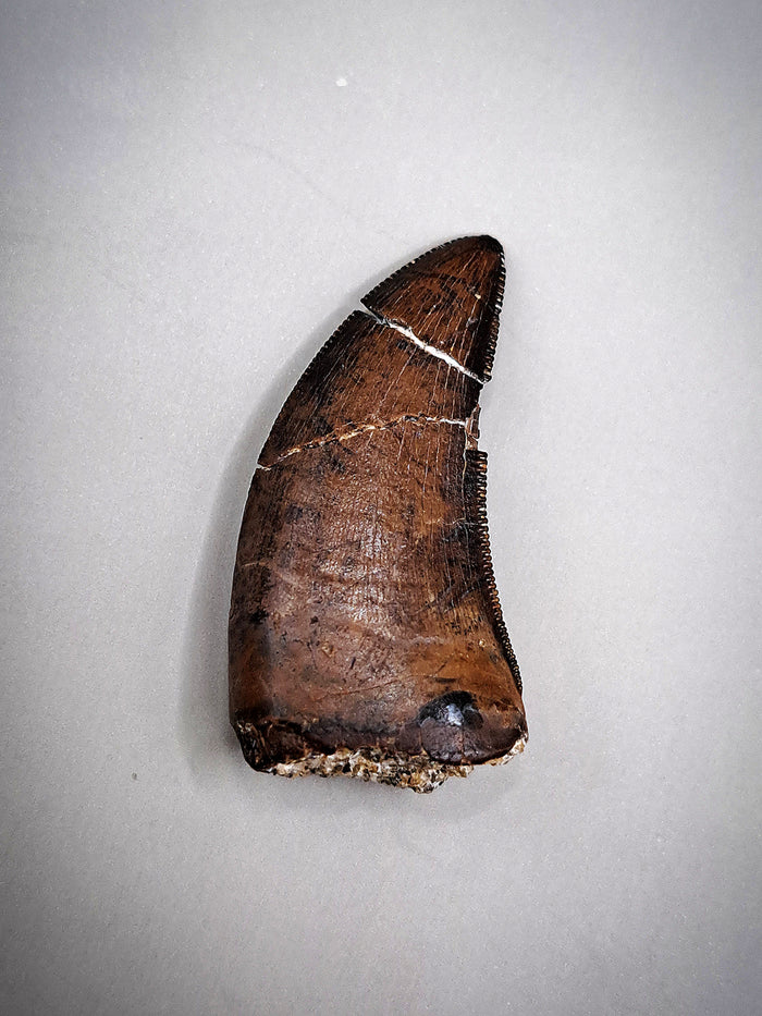 Dakotaraptor Tooth, Hell Creek Formation