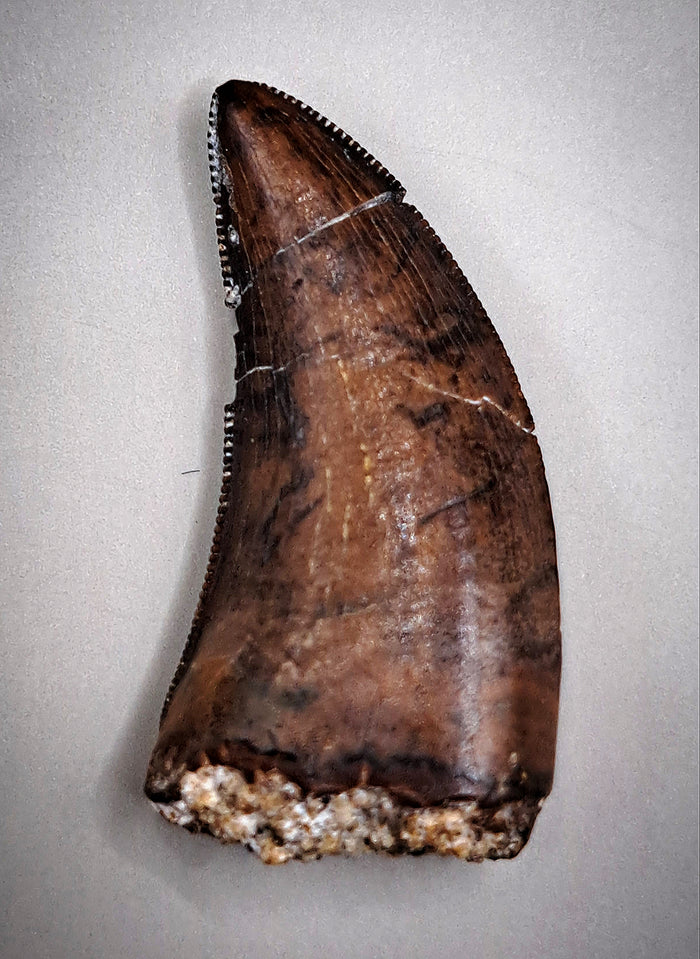 Dakotaraptor Tooth, Hell Creek Formation