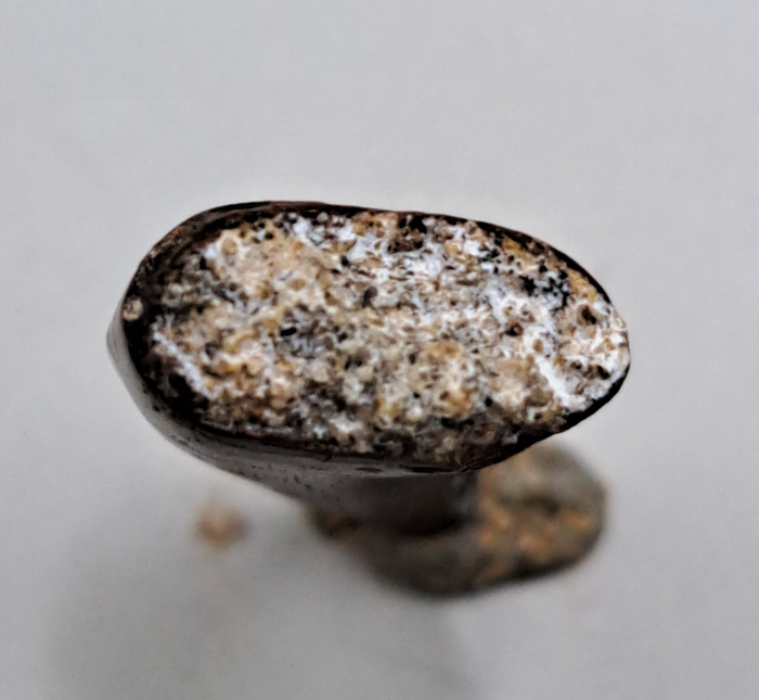 Dakotaraptor Tooth, Hell Creek Formation