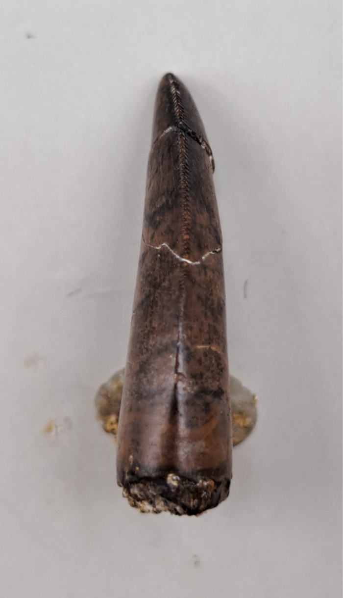Dakotaraptor Tooth, Hell Creek Formation