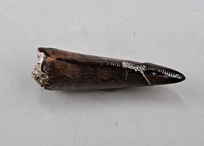 Dakotaraptor Tooth, Hell Creek Formation