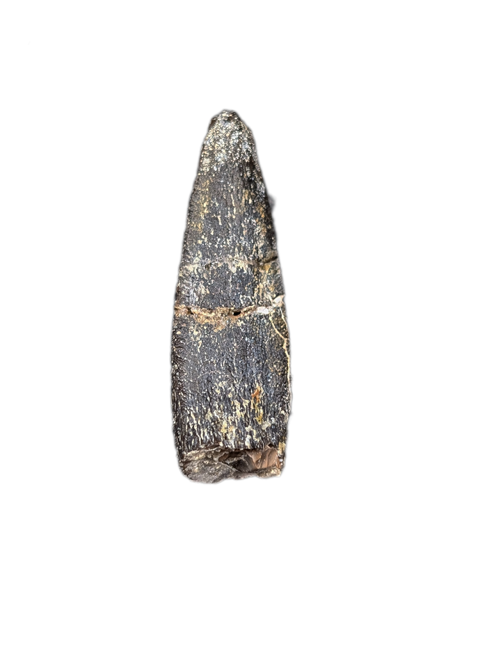 Diplocodid Tooth from the Mid Jurassic, Madagascar