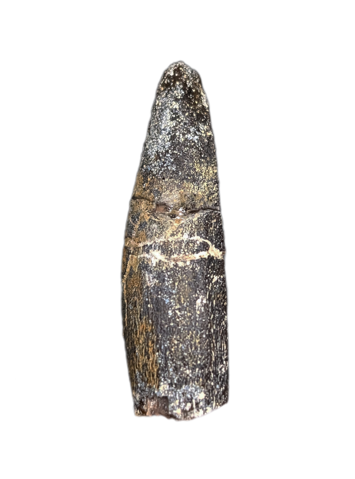 Diplocodid Tooth from the Mid Jurassic, Madagascar