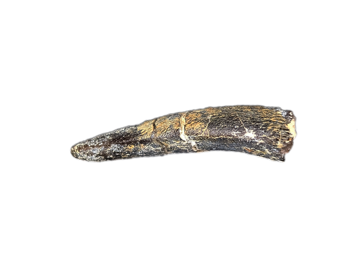 Diplocodid Tooth from the Mid Jurassic, Madagascar