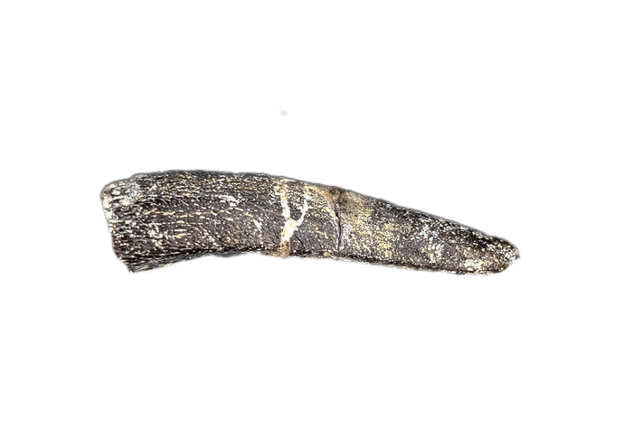 Diplocodid Tooth from the Mid Jurassic, Madagascar