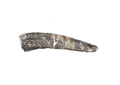 Diplocodid Tooth from the Mid Jurassic, Madagascar