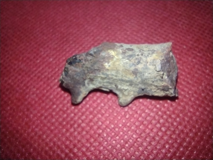 Edaphosaurus Sail Section, Permian