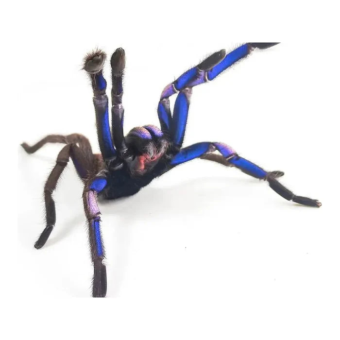 Electric Blue Earth Tiger (SLING) (Chilobrachys natanicharum)