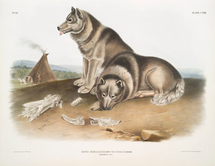 Esquimaux Dog (Canis familiaris) by John Woodhouse Audubon, 1845