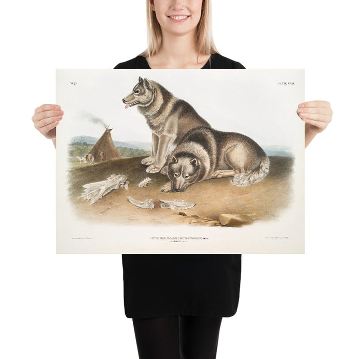 Esquimaux Dog (Canis familiaris) by John Woodhouse Audubon, 1845
