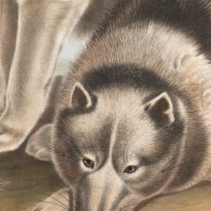 Esquimaux Dog (Canis familiaris) by John Woodhouse Audubon, 1845