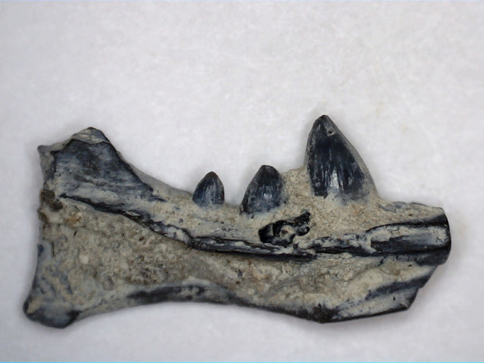 Euryodus Jaw Section, Permian