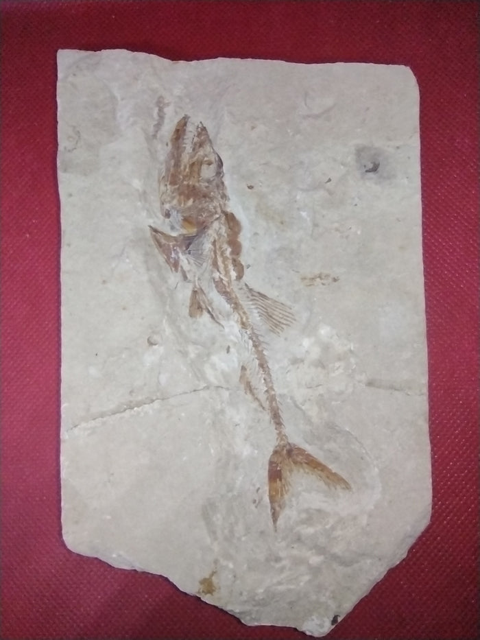 Eurypholis (Fish), Lebanon, 99 MYO