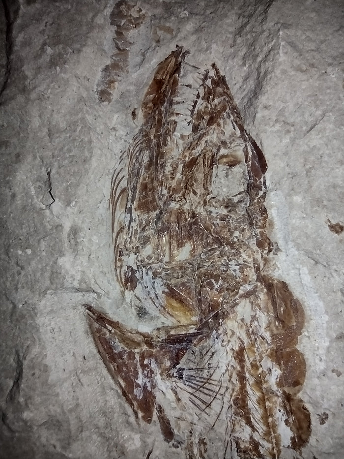 Eurypholis (Fish), Lebanon, 99 MYO