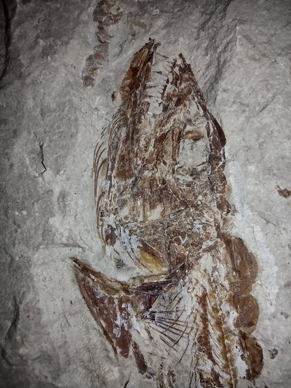 Eurypholis (Fish), Lebanon, 99 MYO