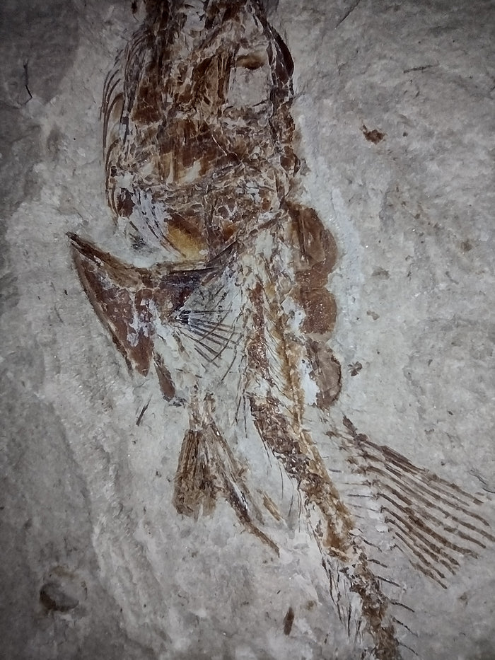 Eurypholis (Fish), Lebanon, 99 MYO