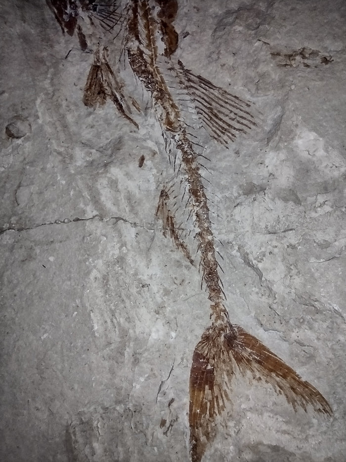 Eurypholis (Fish), Lebanon, 99 MYO