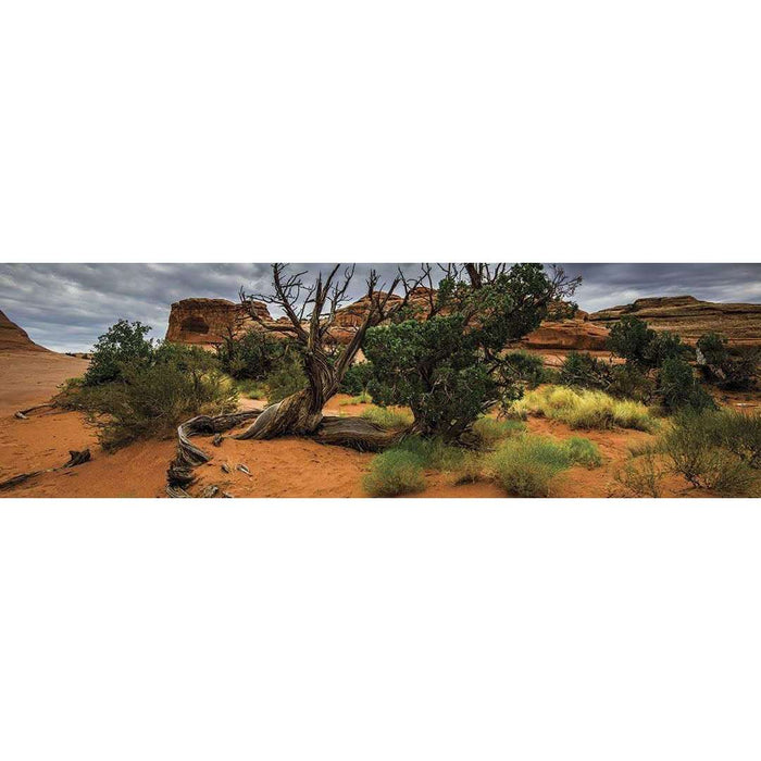 Galapagos Terrarium Cling Background Desert 15x36:Jungle Bob's Reptile World