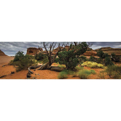 Galapagos Terrarium Cling Background Desert 15x36:Jungle Bob's Reptile World
