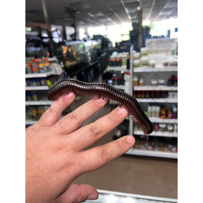 Giant African Millipede (Archispirostreptus gigas)