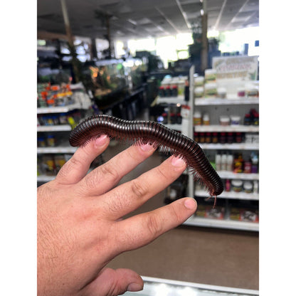 Giant African Millipede (Archispirostreptus gigas)