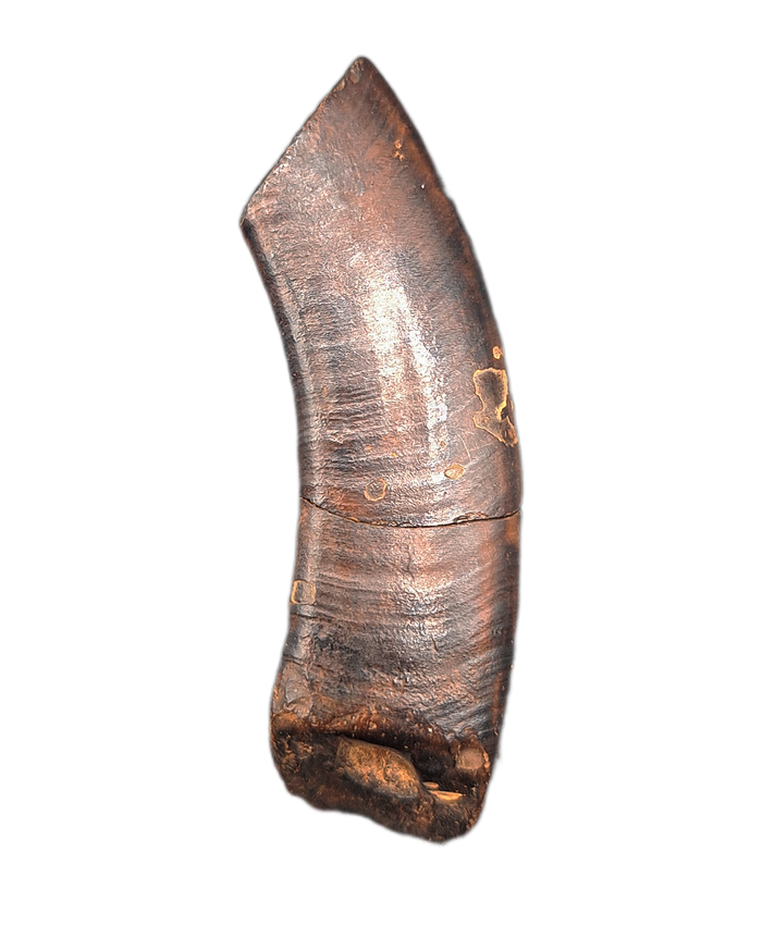 Giant Sloth Canine Tooth, Florida Pleistocene