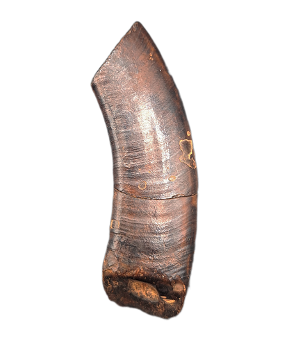 Giant Sloth Canine Tooth, Florida Pleistocene